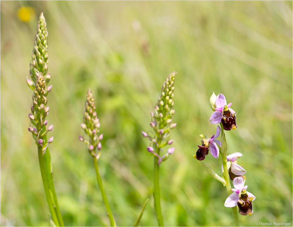 In der Orchideenwiese..