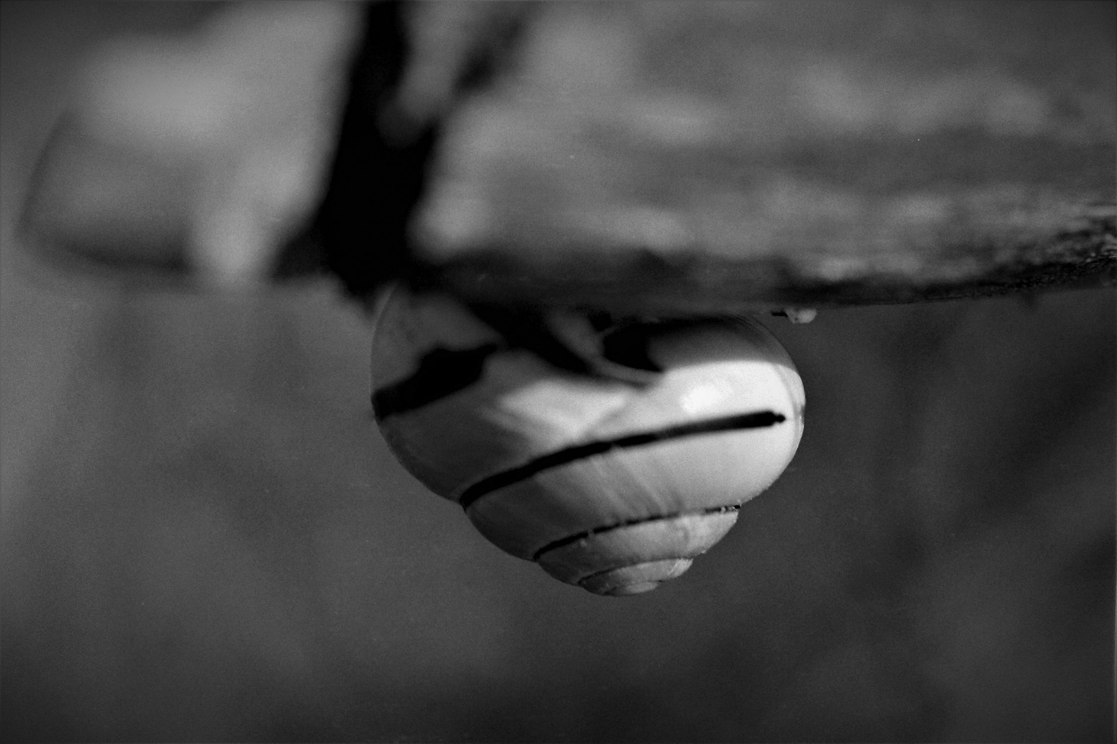 In der Pause - Abhängen wie diese Bänderschnecke