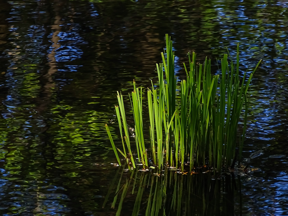 In der Petite Camargue. 01