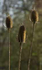 In der Petite Camargue 1