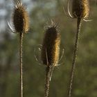 In der Petite Camargue 1