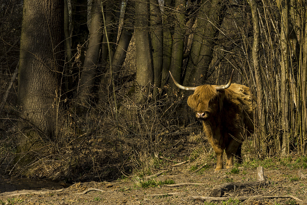 In der Petite Camargue