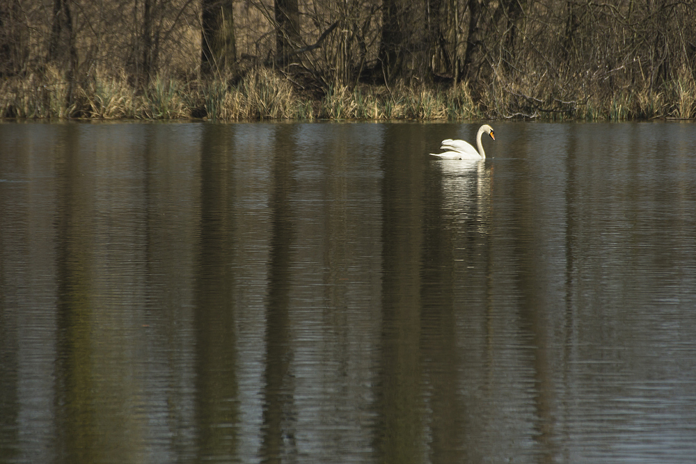 In der Petite Camargue 3