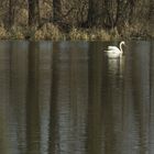 In der Petite Camargue 3