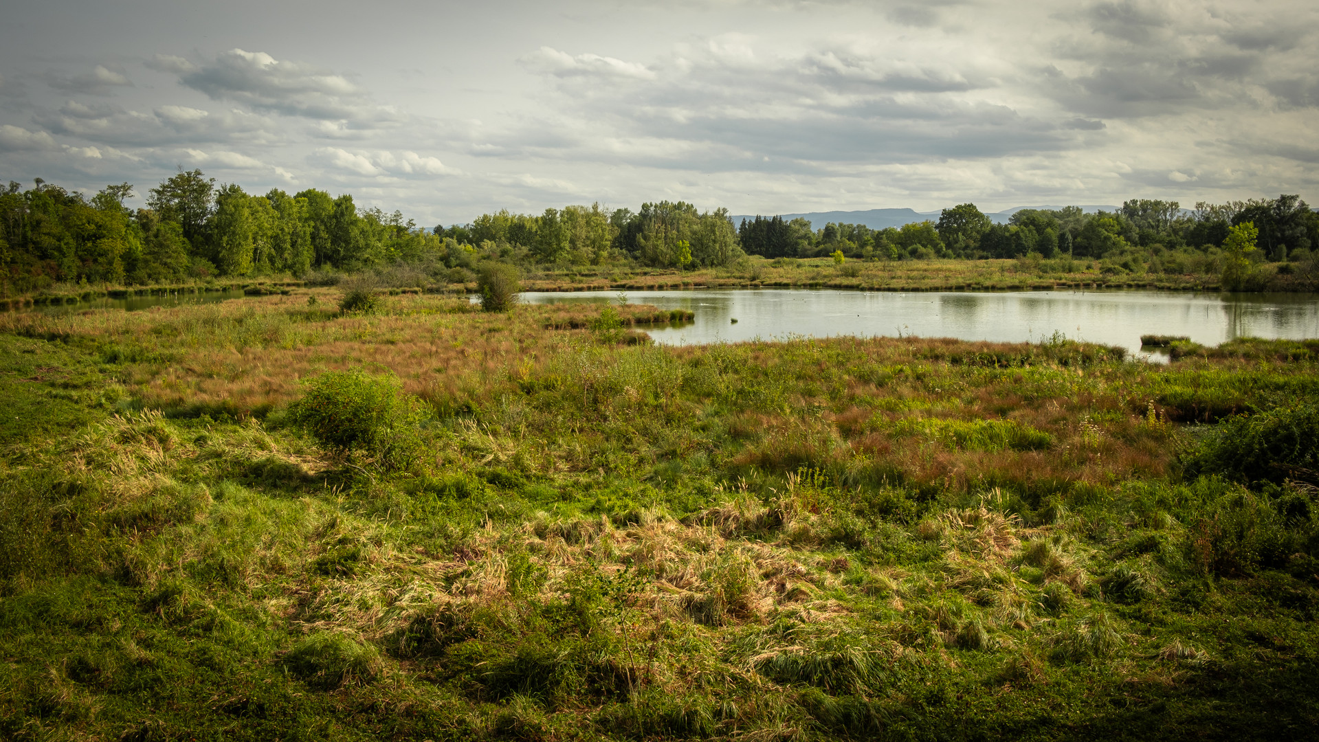 In der Petite Camargue Alsacienne