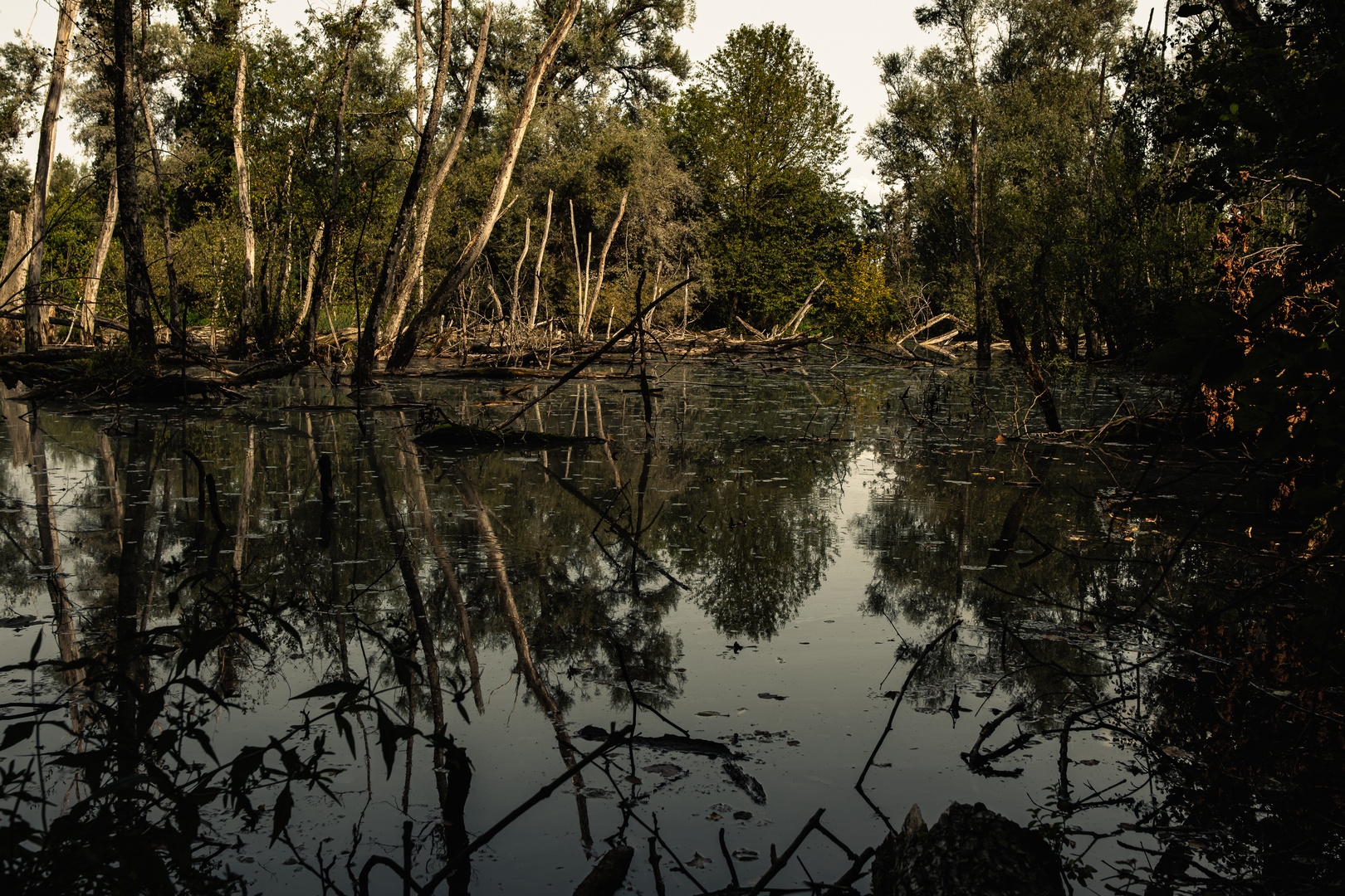 In der Petite Camargue Alsacienne