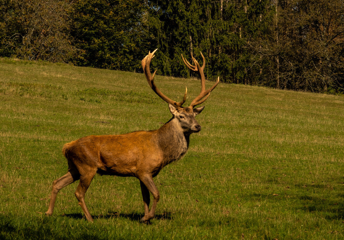 in der Pfalz