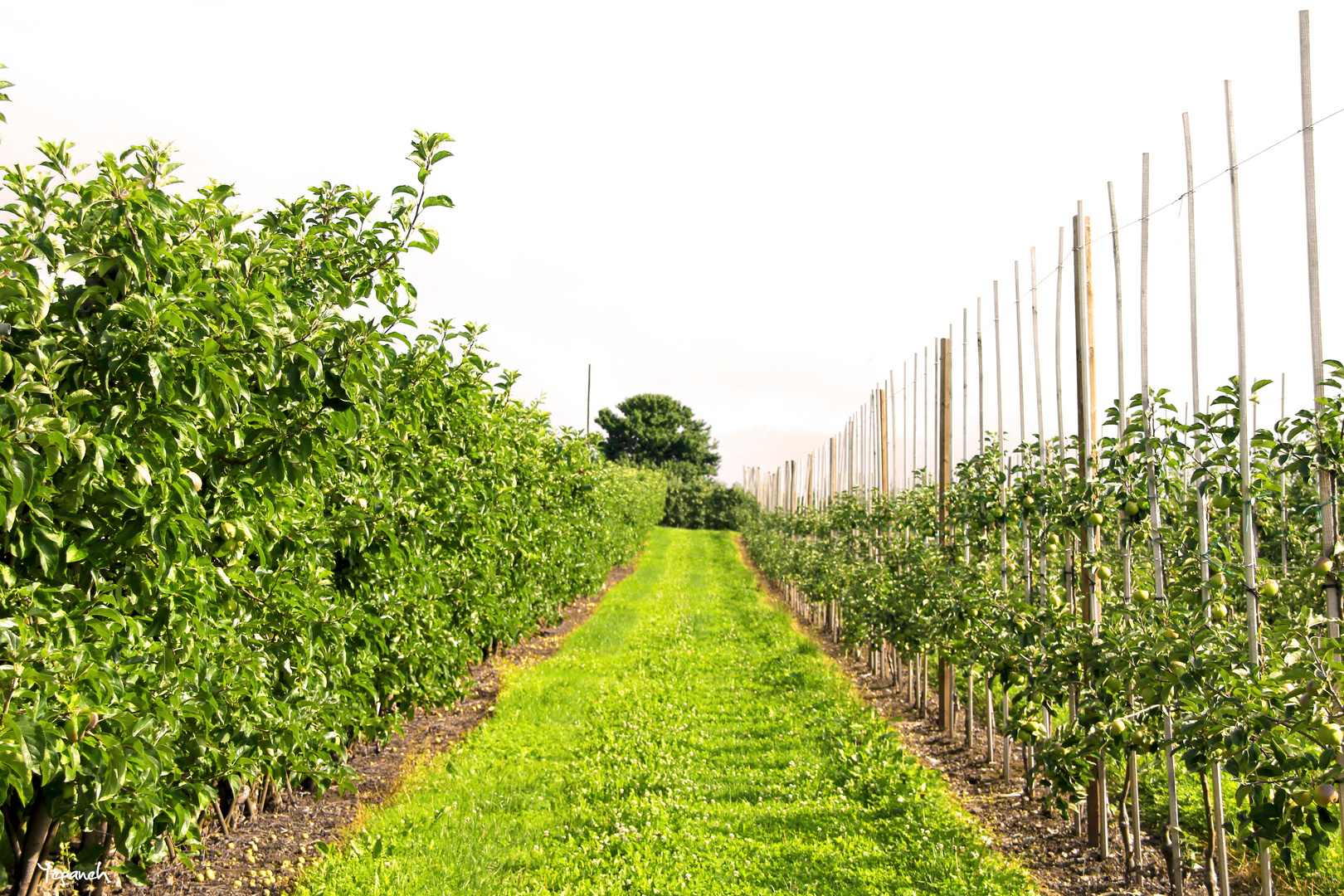 In der Plantage, Lindau, Bodensee