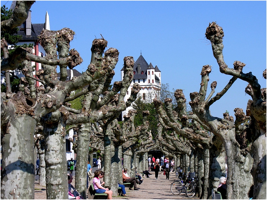 In der Platanenallee von Eltville am Rhein