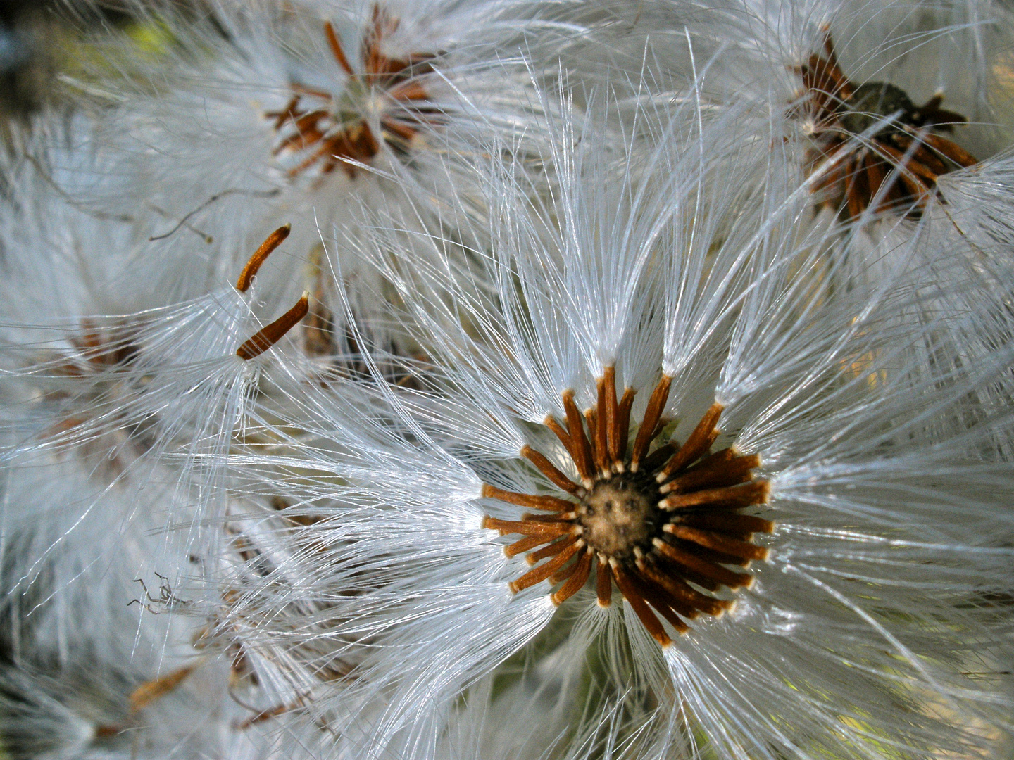 "In der Pusteblume"