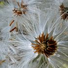 "In der Pusteblume"