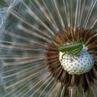 In der Pusteblume