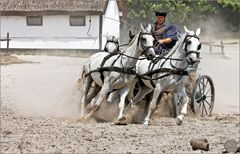 In der Puszta 2