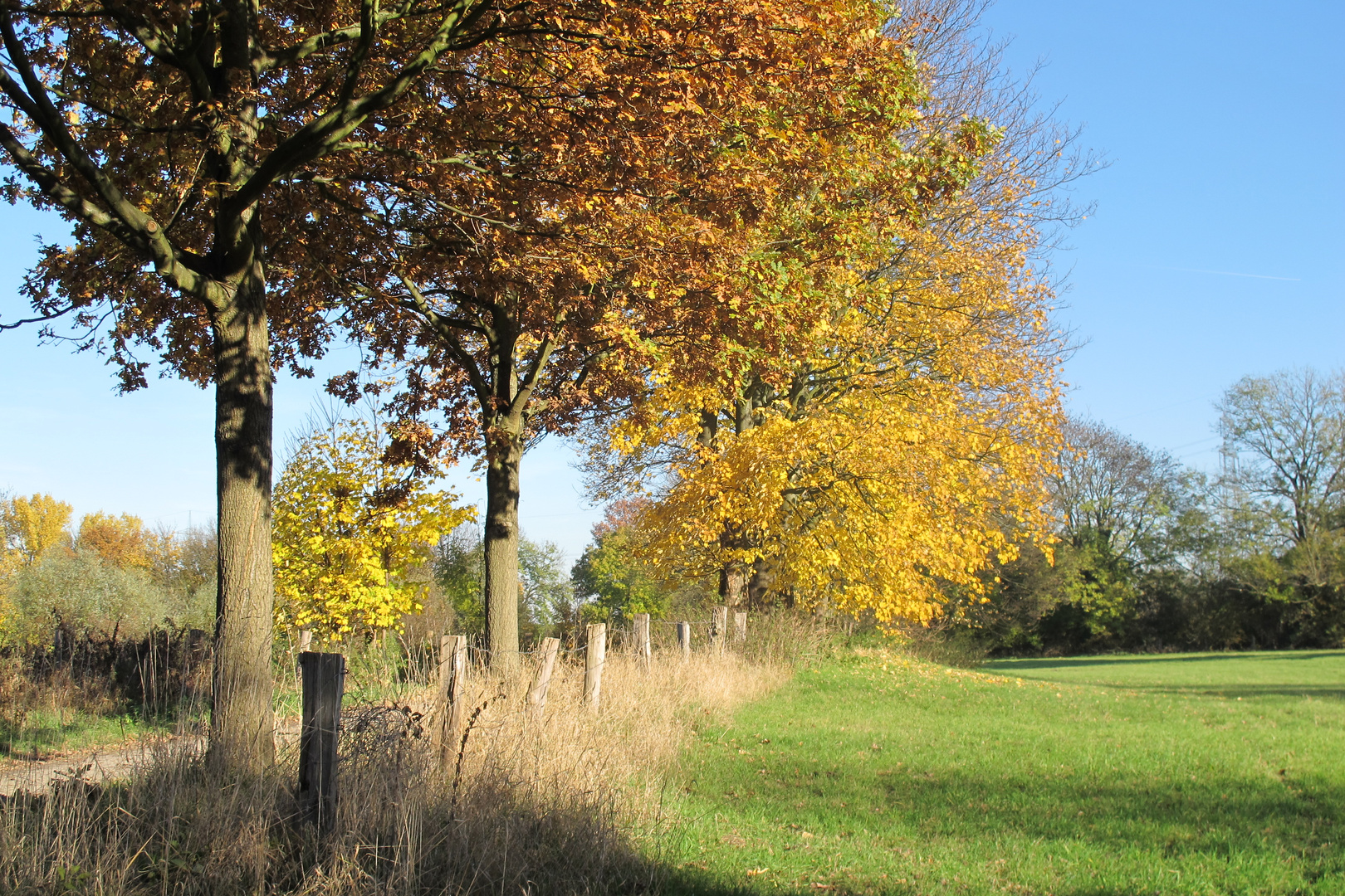 In der Rheinaue