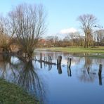 In der Rheinaue bei Düsseldorf-Urdenbach (1)