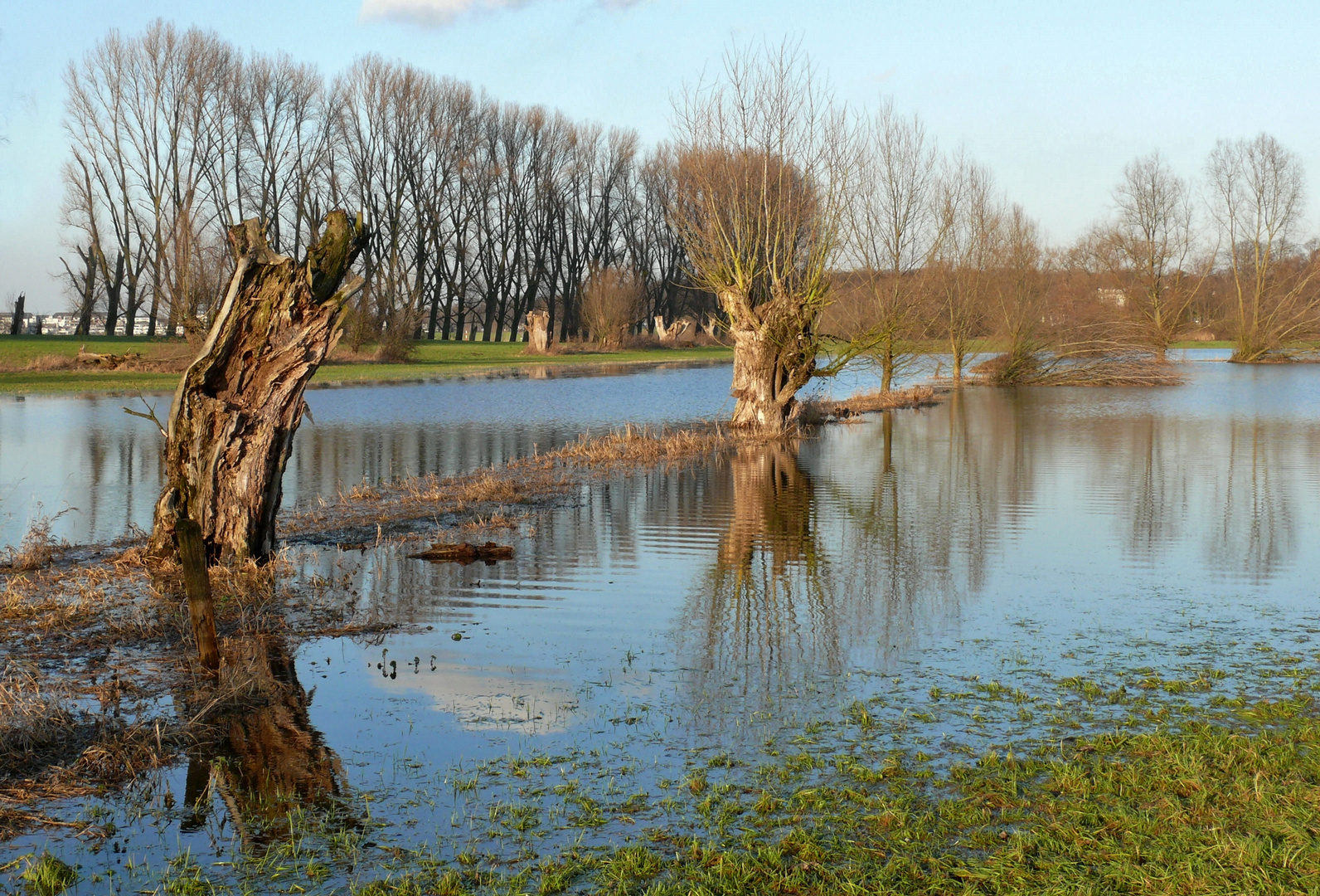 In der Rheinaue bei Düsseldorf-Urdenbach (3)