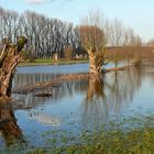 In der Rheinaue bei Düsseldorf-Urdenbach (3)