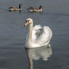 In der Rheinaue-Bonn