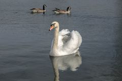 In der Rheinaue-Bonn