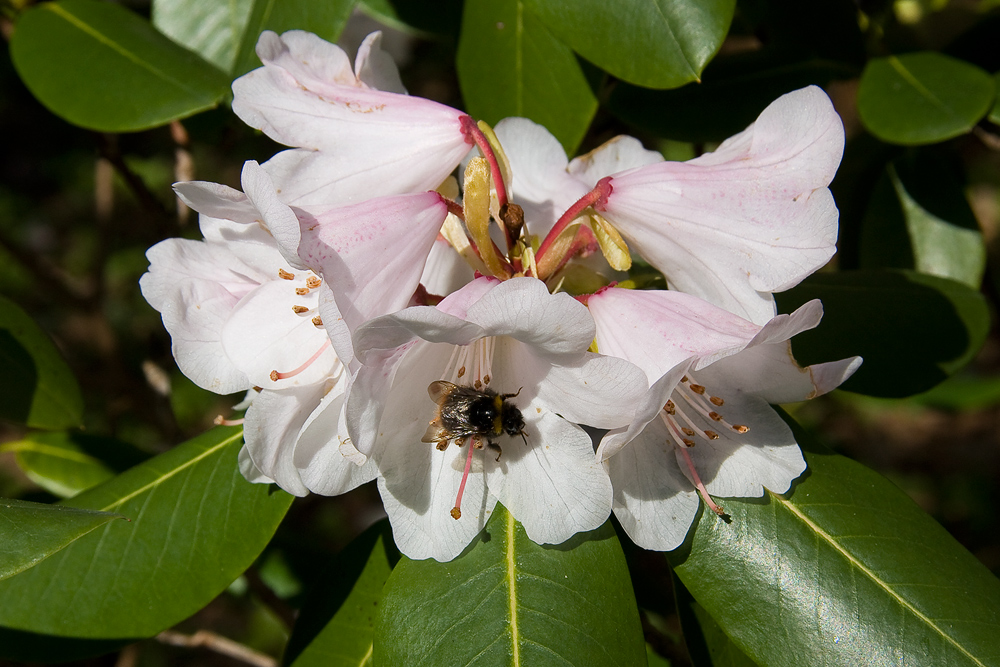 In der Rhododendronblüte