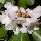 In der Rhododendronblüte