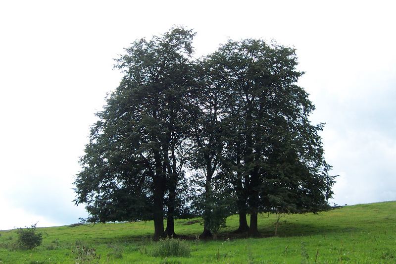 In der Rhön