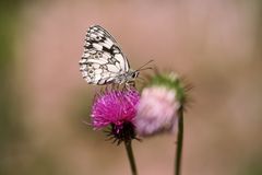 In der rosa-roten Welt ist es am schönsten!