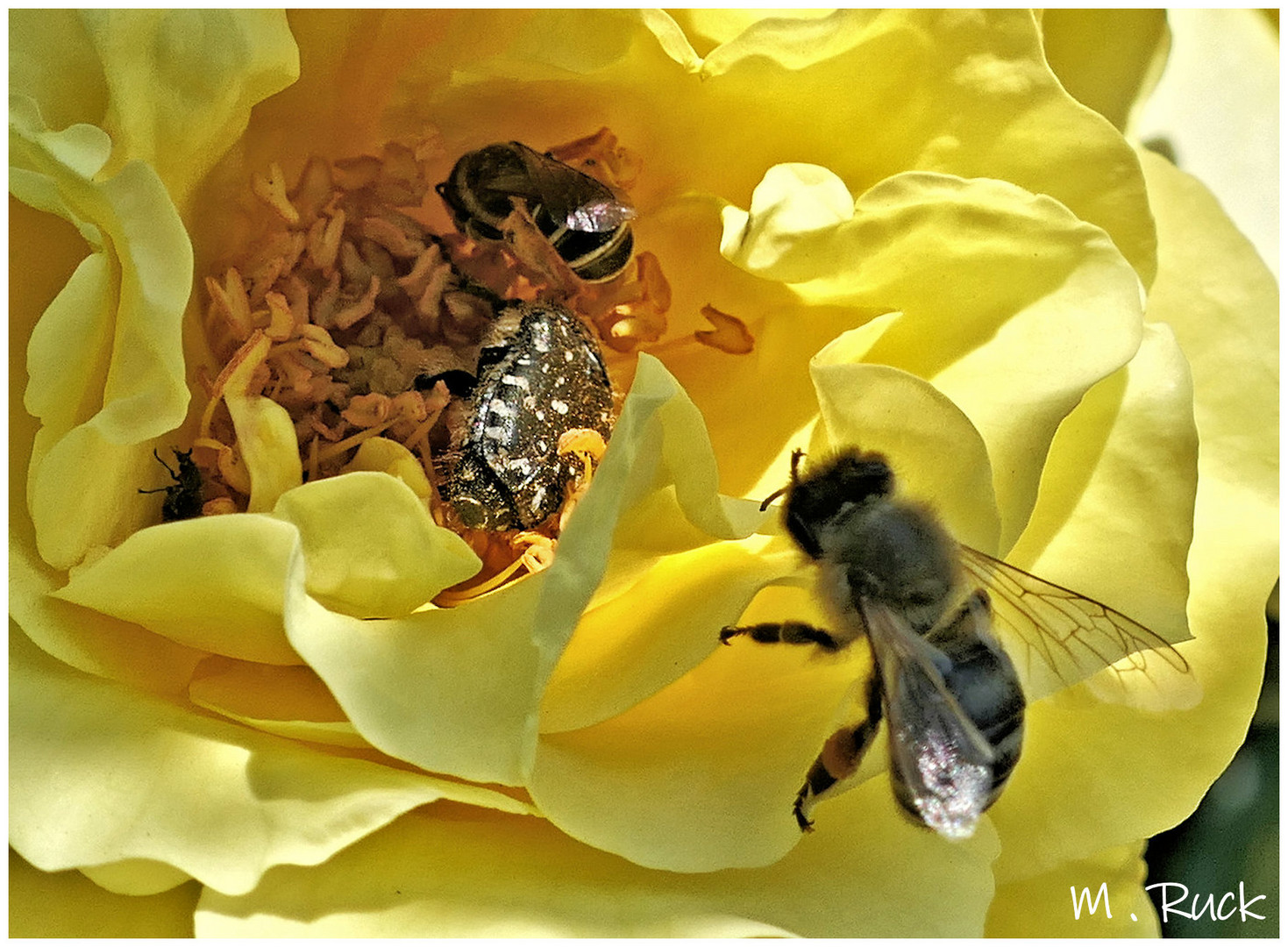 In der Rosenblüte ist heute Morgen schon richtig was los !