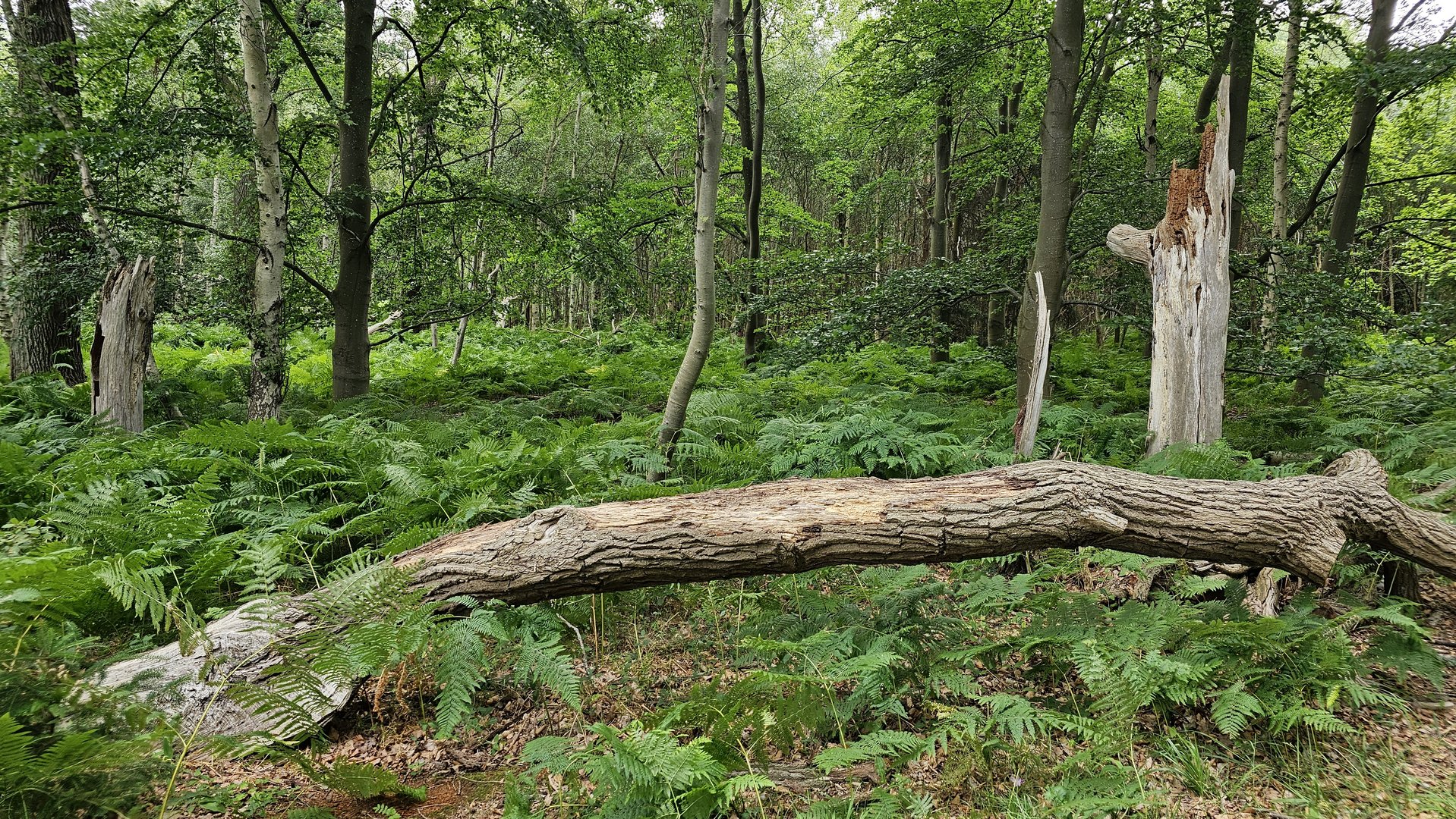 in der Rostocker Heide