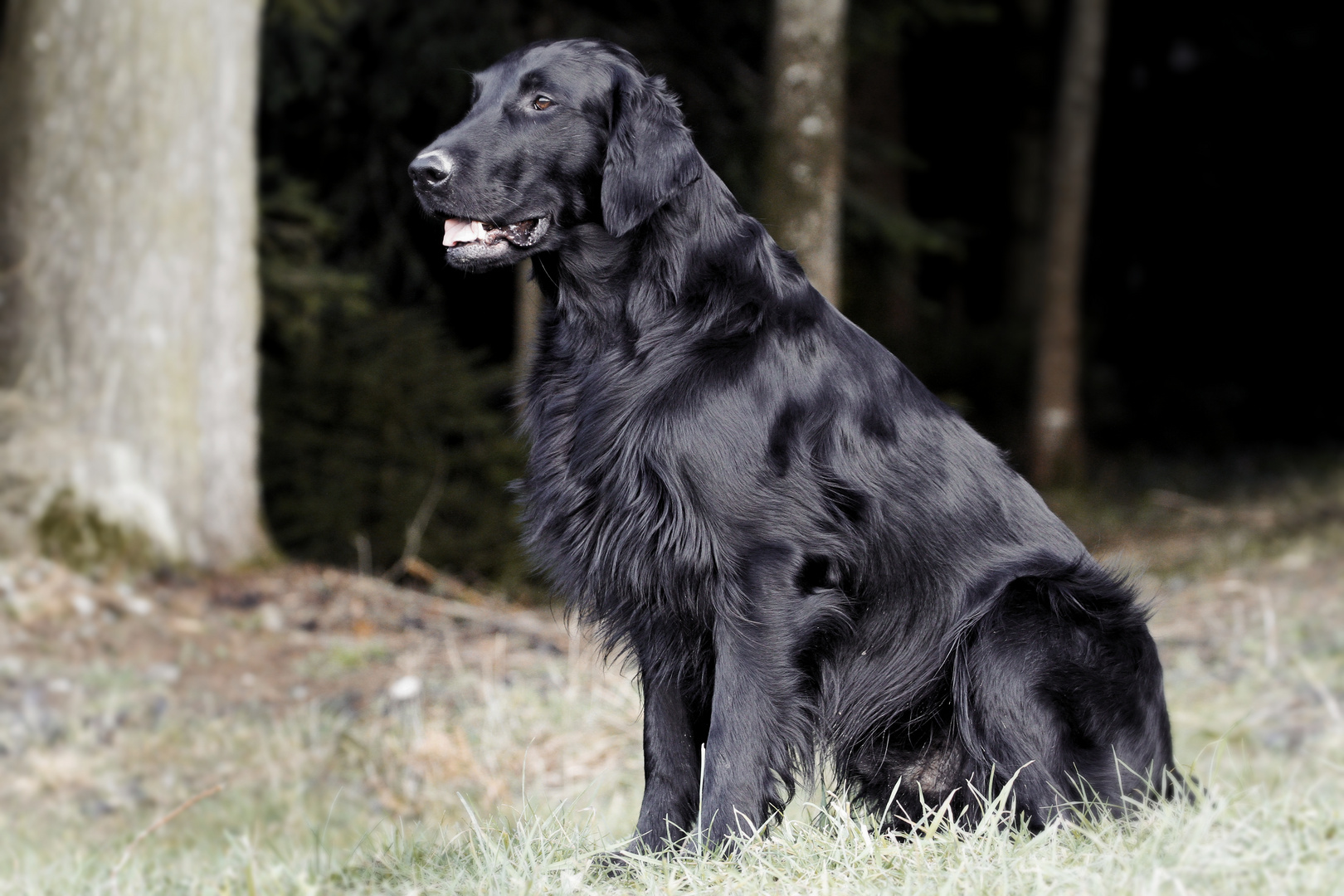 In der Ruhe - Flatcoated Retriever