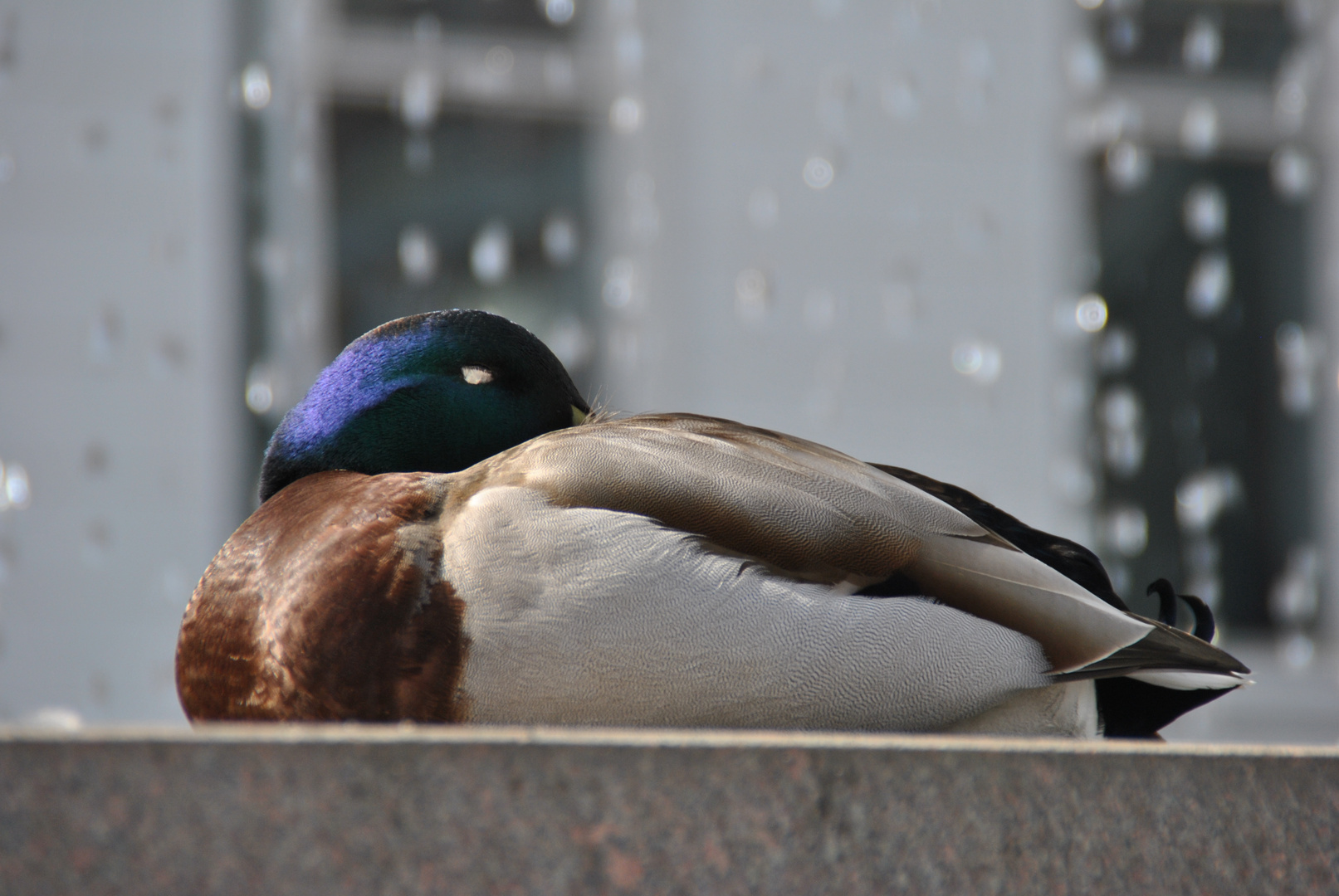 in der Ruhe liegt die Ente