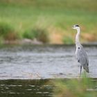 "In der Ruhe liegt die Kraft"