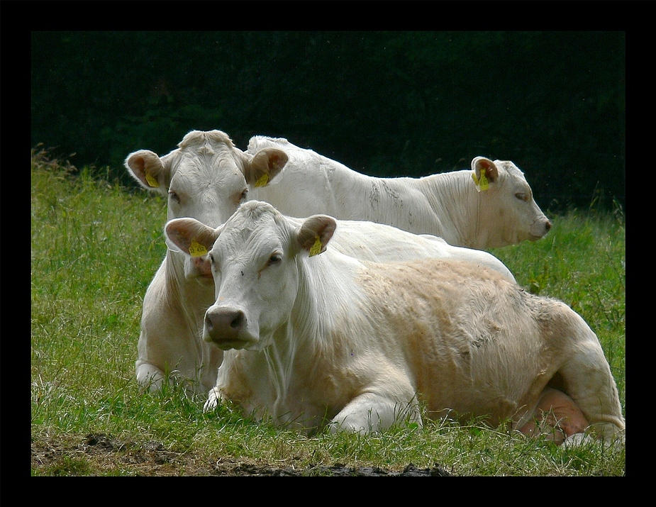 ~ In der Ruhe liegt die Kraft ~