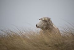 In der Ruhe liegt die Kraft