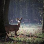 In der Ruhe liegt die Kraft