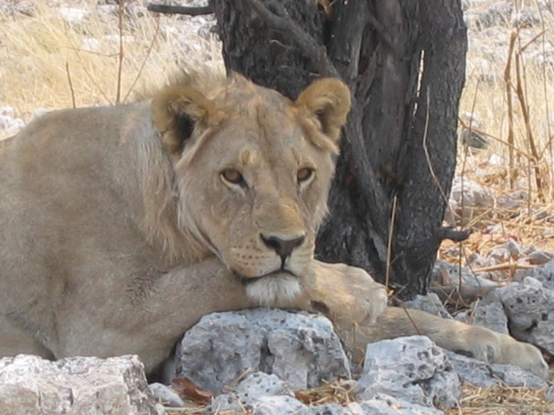 In der Ruhe liegt die Kraft - Etosha-Nationalpark Namibia 2006