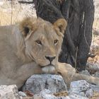 In der Ruhe liegt die Kraft - Etosha-Nationalpark Namibia 2006