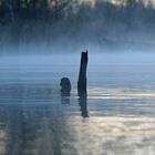 In der Ruhe liegt die Kraft - Urnersee