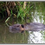 In der Ruhraue: Nutria