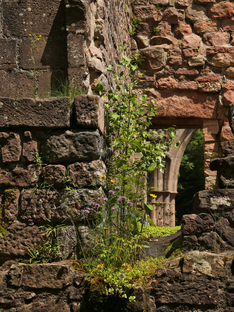 In der Ruine des Klosters Allerheiligen (2016_06_10_EOS 6D_6357_ji)