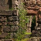 In der Ruine des Klosters Allerheiligen (2016_06_10_EOS 6D_6357_ji)