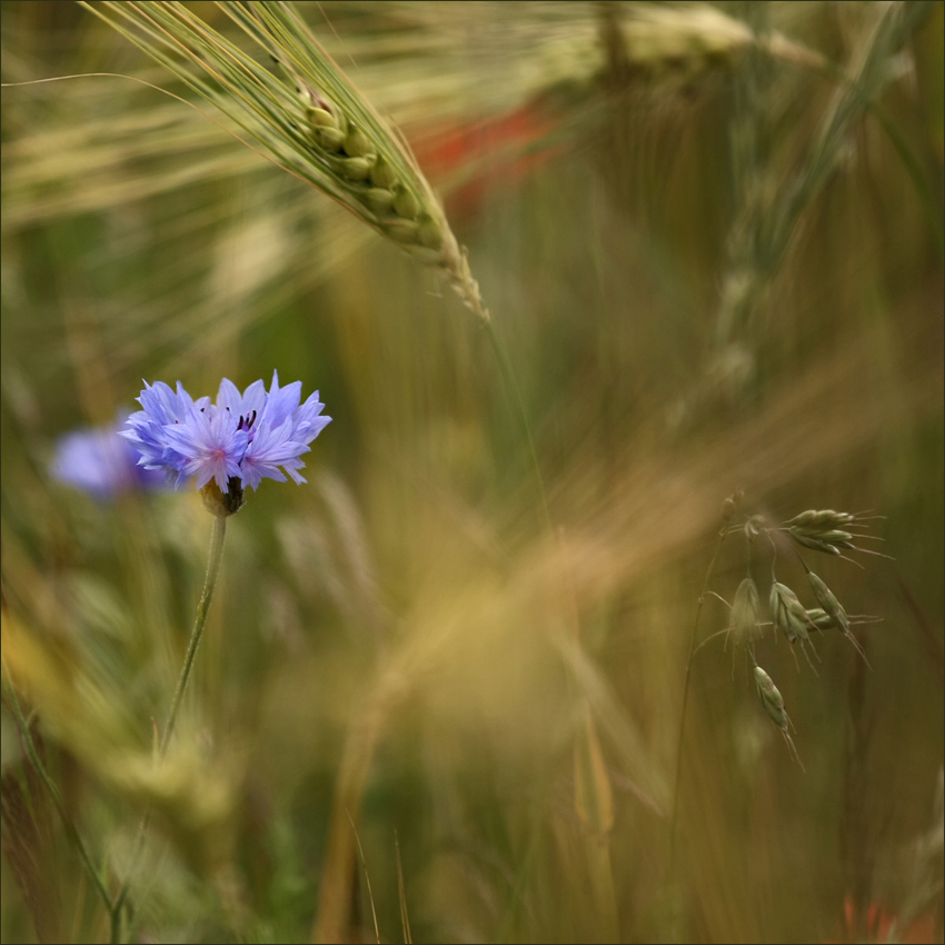 *In der Saat viel blaue Sterne.....*