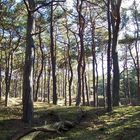 In der Schaarbe auf Rügen