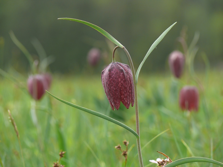 In der Schachblumenwiese