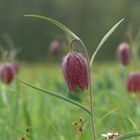 In der Schachblumenwiese