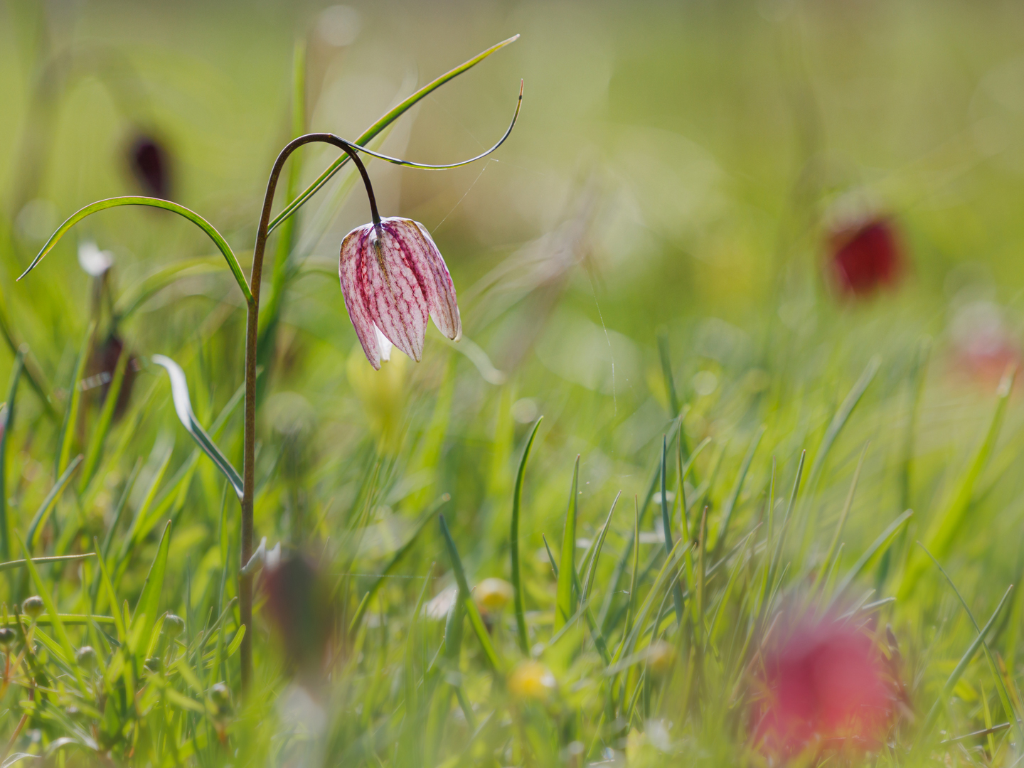 In der Schachbrettwiese