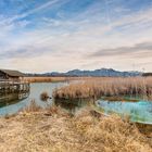 In der Schafwaschener Bucht (Rimsting am Chiemsee)