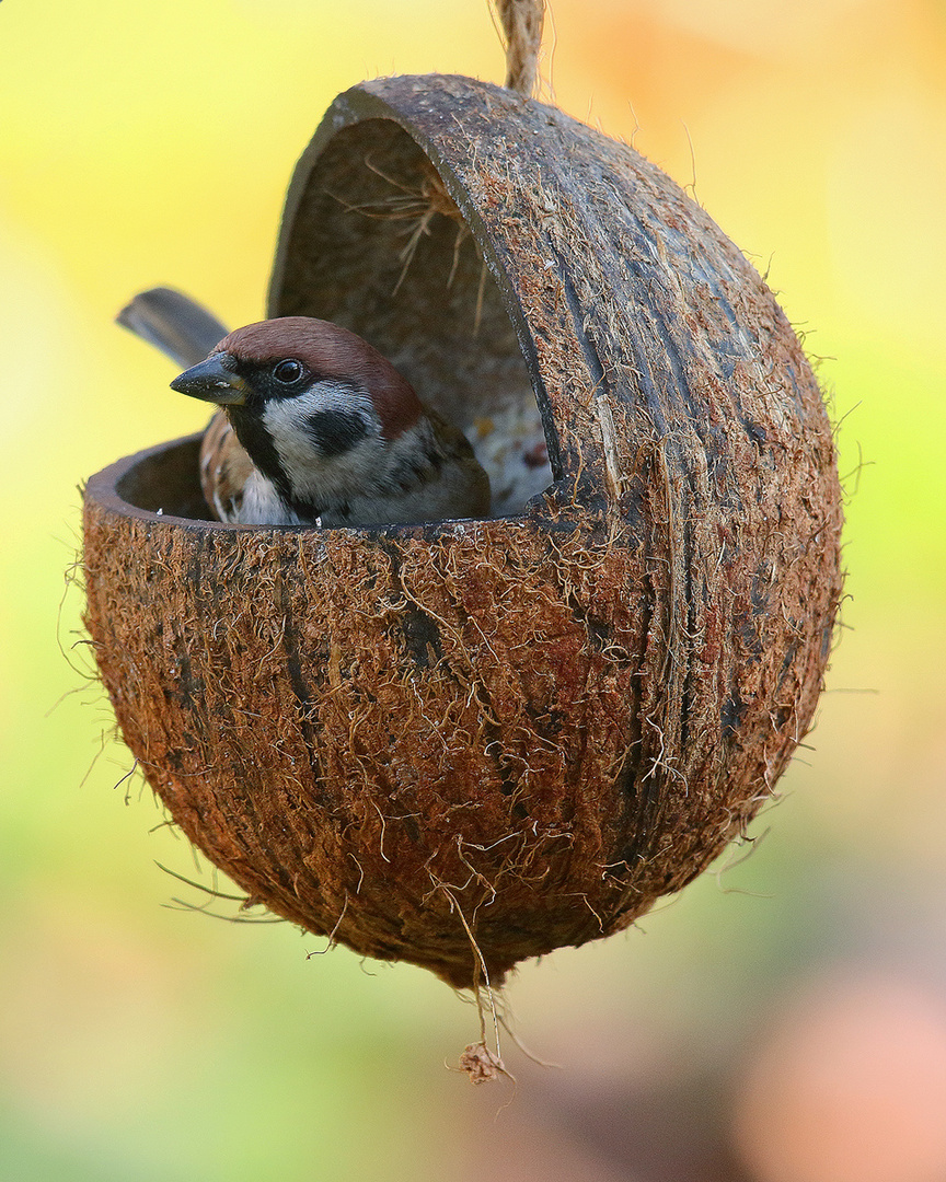 in der Schaukel