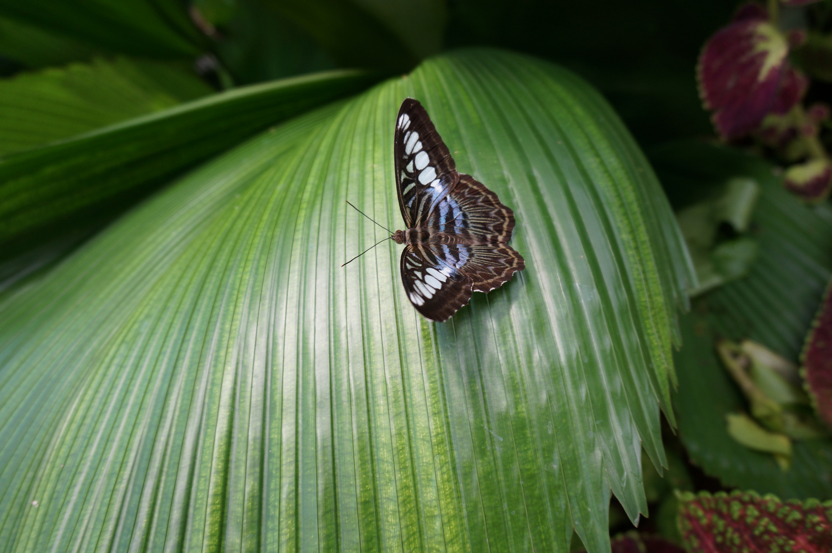 In der Schmetterlingsfarm