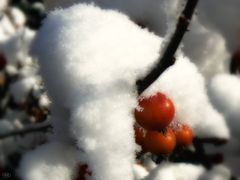 In der Schneeumarmung...